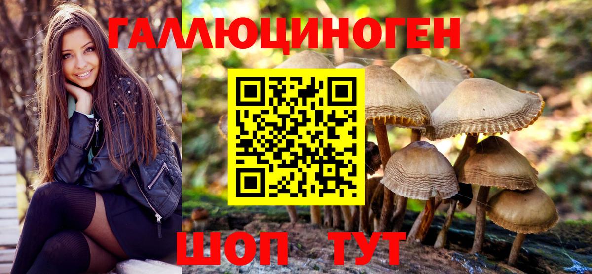 Псилоцибиновые грибы Psilocybine cubensis Карачаевск